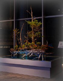 Expo 2025 Osaka, Kansai:<br>Ikenobo Ikebana Exhibition – TRANSITION –